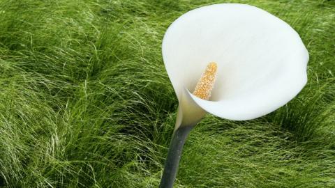 清新柔美的海芋花图片