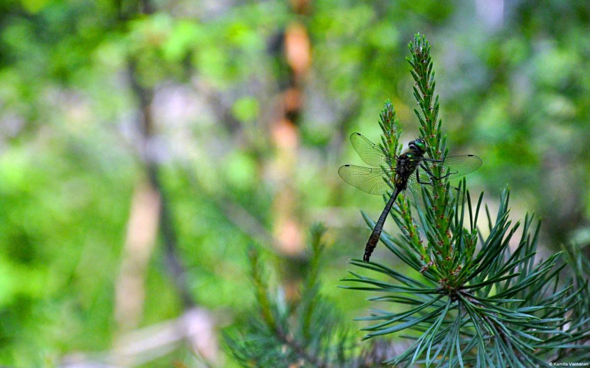 春天各色各样的小昆虫图片