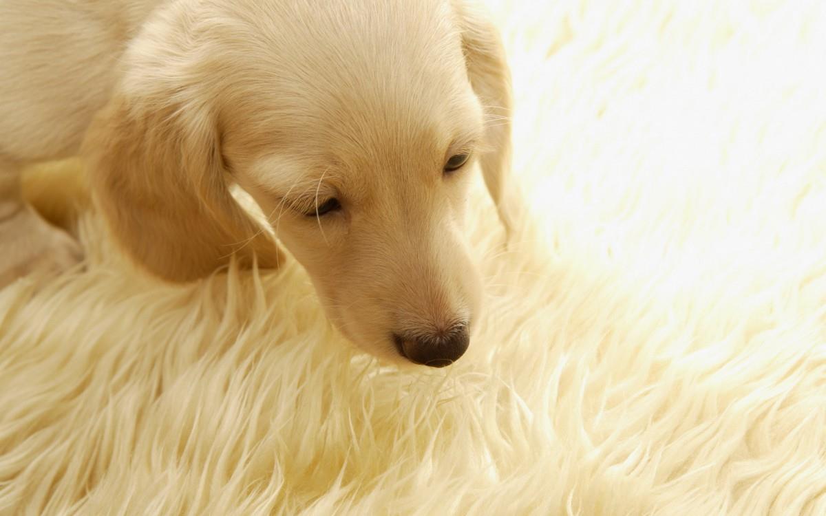 金毛寻回犬图片