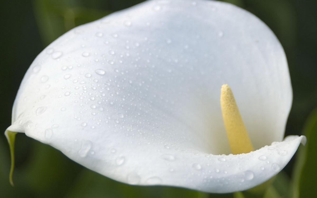 清新柔美的海芋花图片