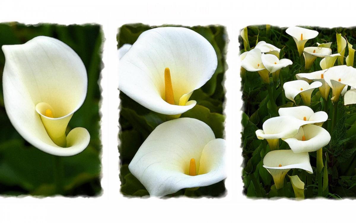 清新柔美的海芋花图片