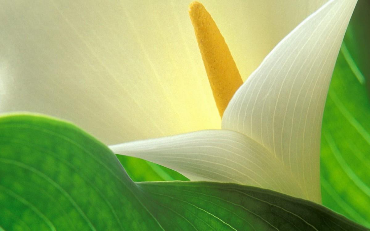 清新柔美的海芋花图片