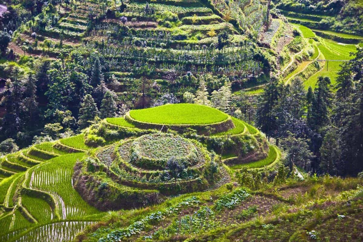 桂林龙胜龙脊梯田图片