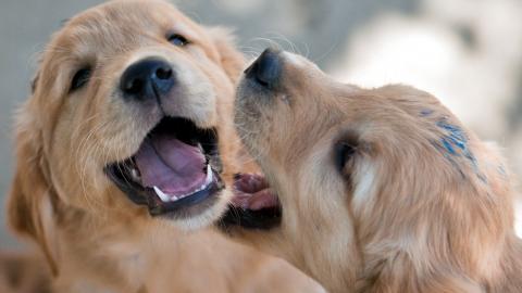 金毛寻回犬图片