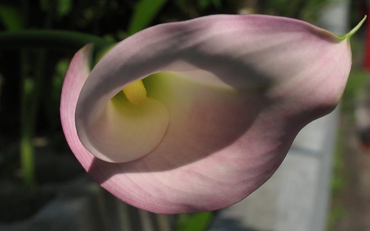 清新柔美的海芋花图片