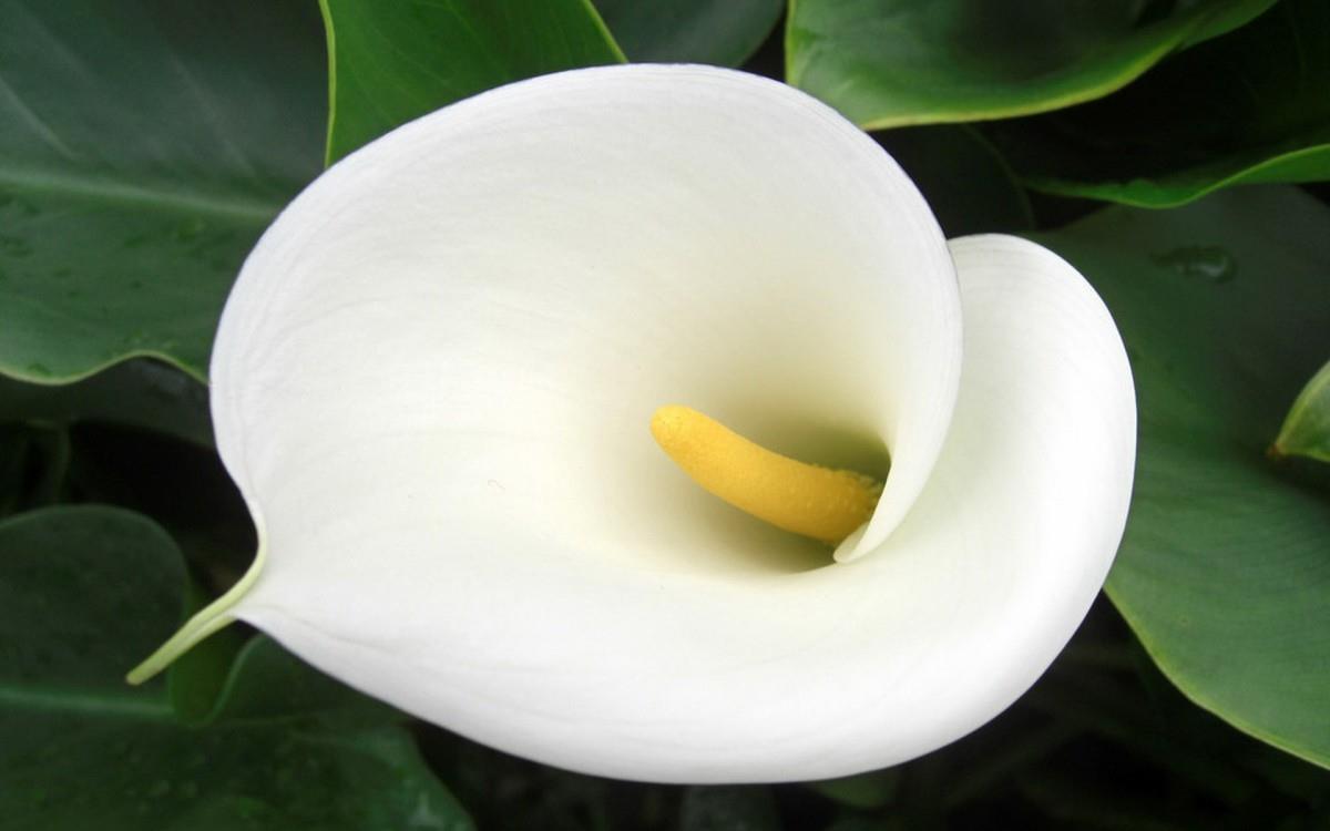 清新柔美的海芋花图片