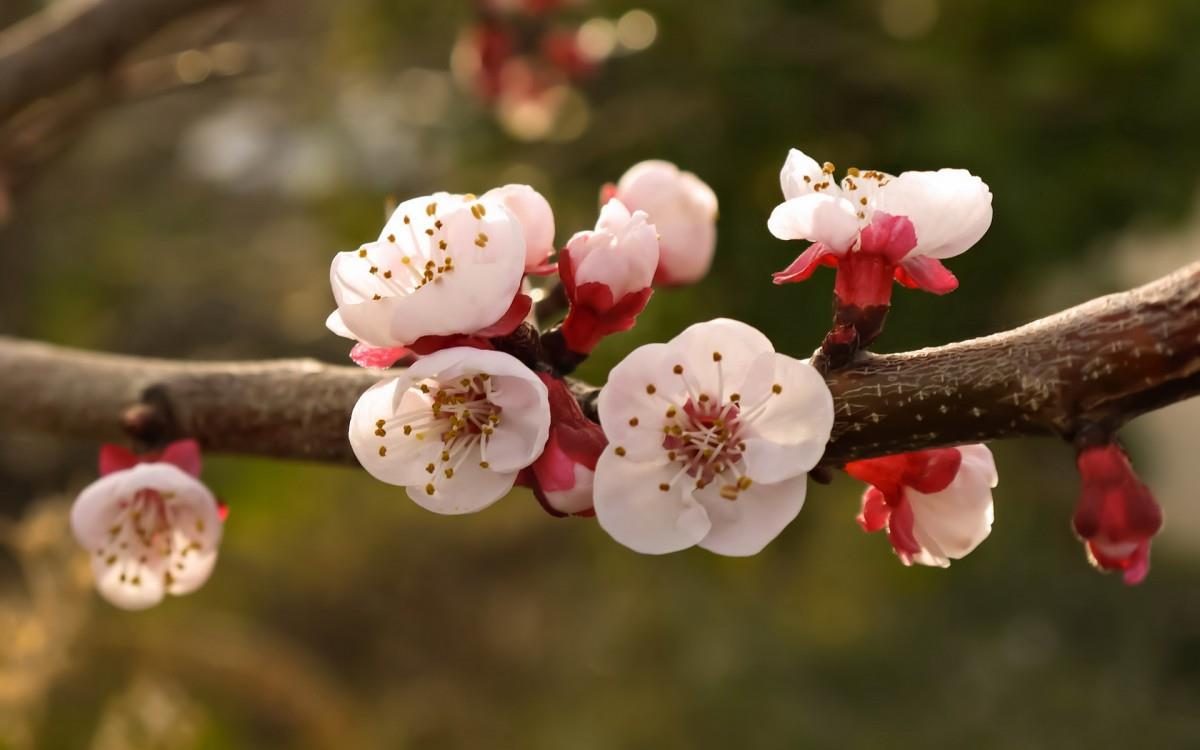 娇艳欲滴的花卉图片