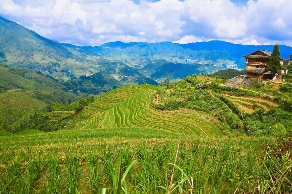 桂林龙胜龙脊梯田图片