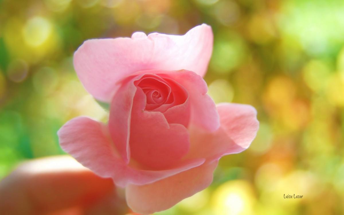 娇艳欲滴的花卉图片