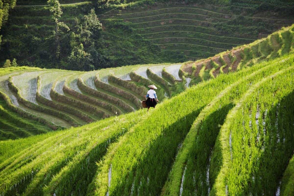 桂林龙胜龙脊梯田图片