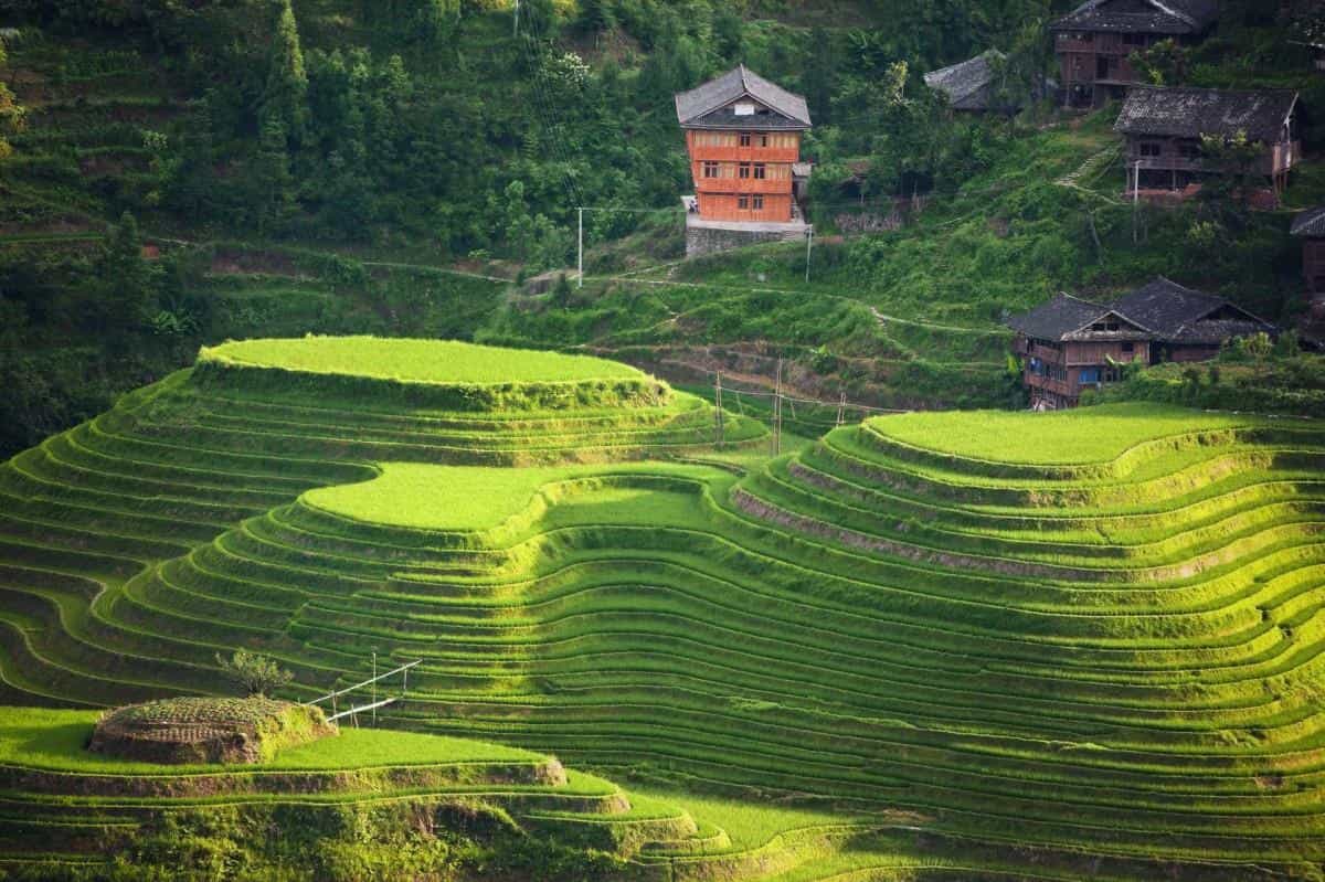 桂林龙胜龙脊梯田图片