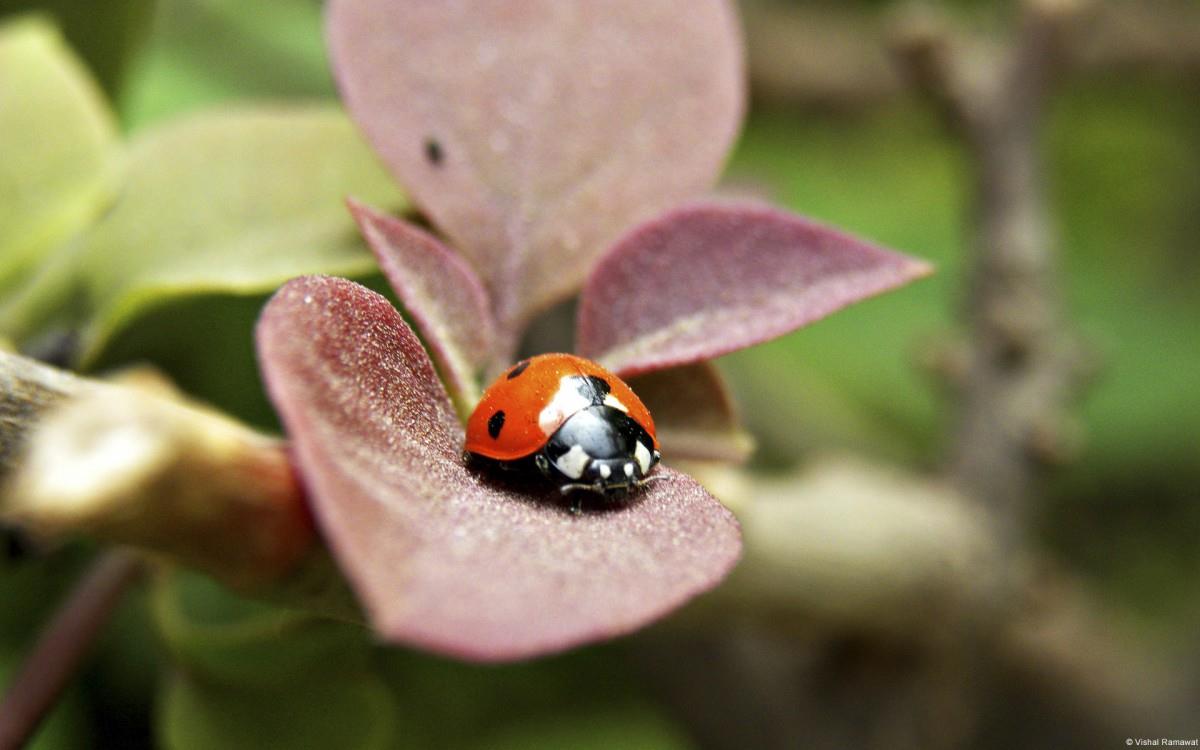 春天各色各样的小昆虫图片