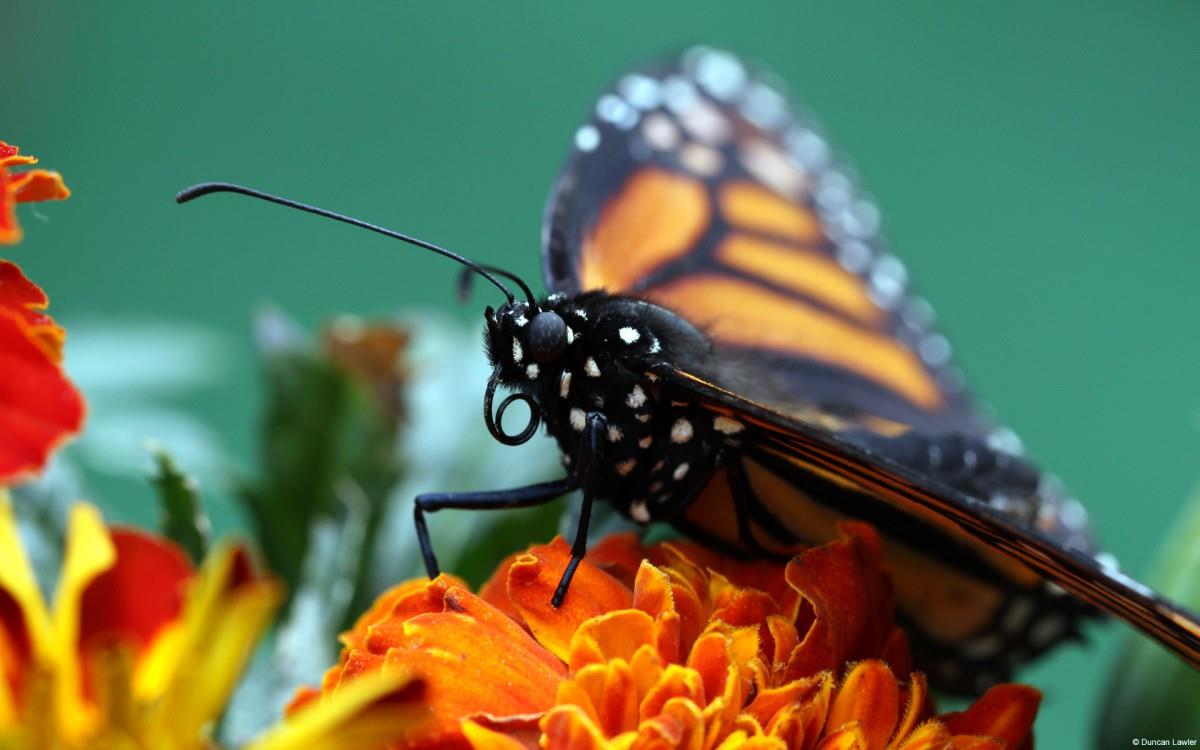 春天各色各样的小昆虫图片