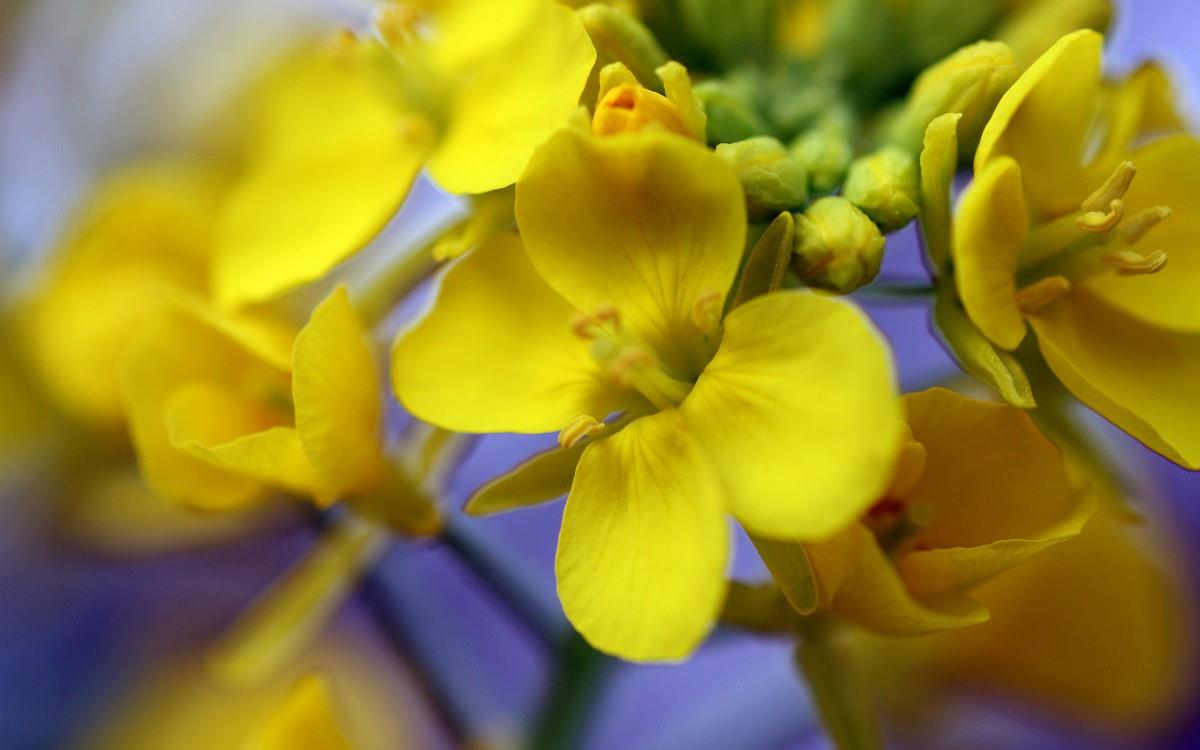 油菜花花海宽屏图片