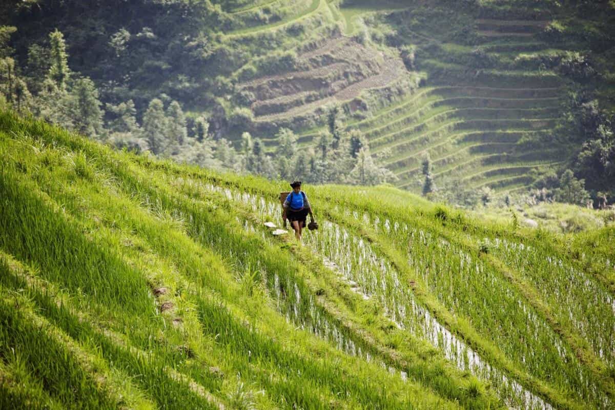 桂林龙胜龙脊梯田图片