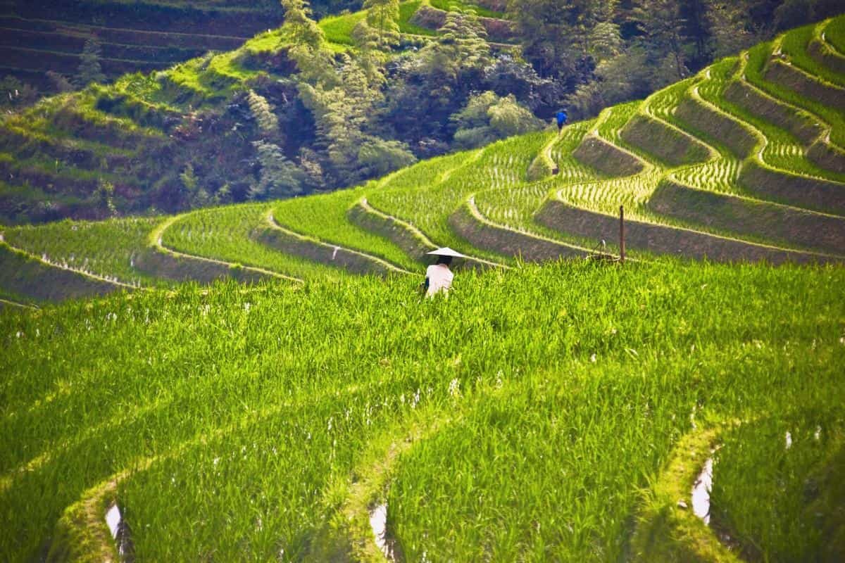 桂林龙胜龙脊梯田图片