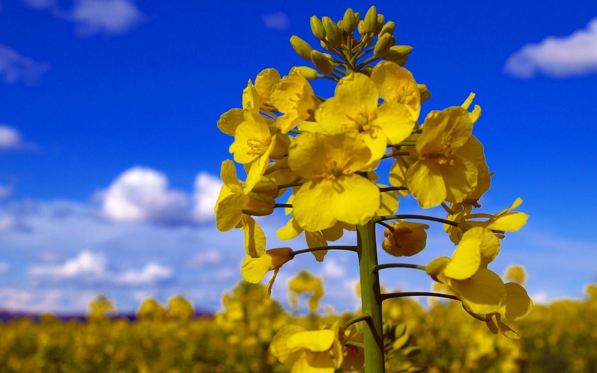 油菜花花海宽屏图片