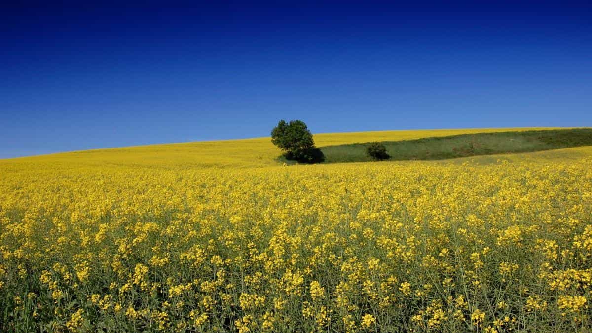 油菜花花海宽屏图片