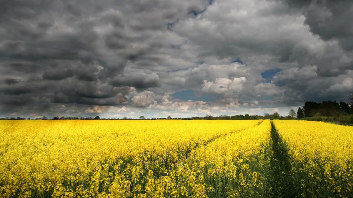 油菜花花海宽屏图片