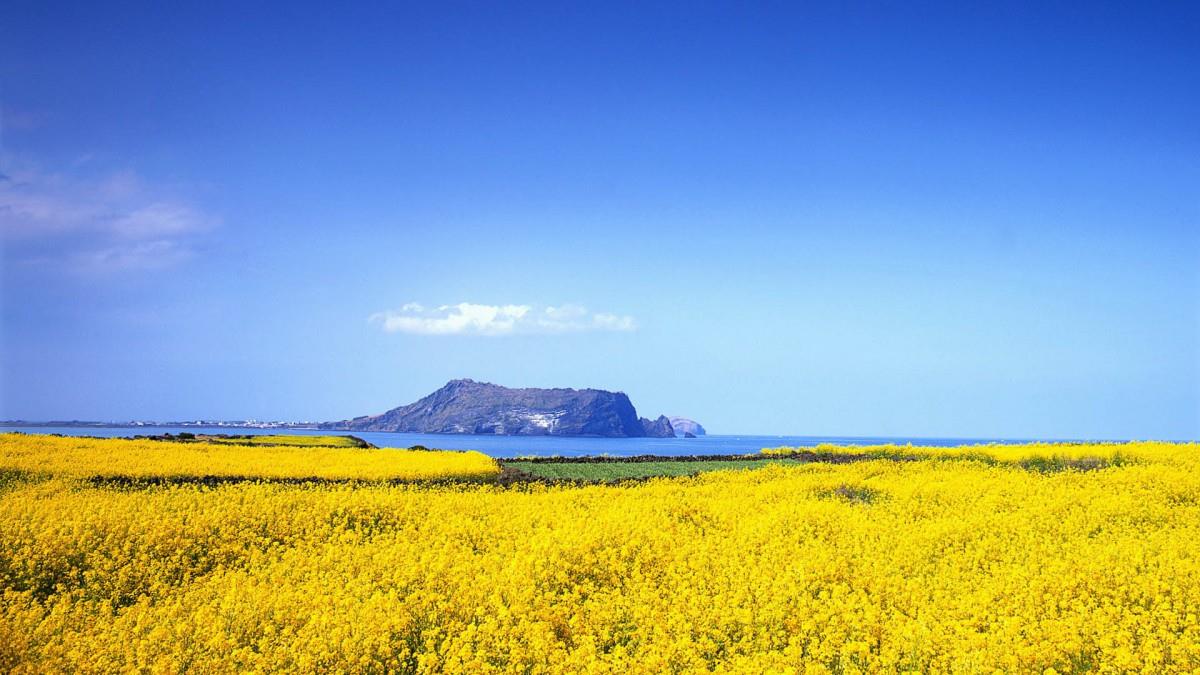 油菜花花海宽屏图片