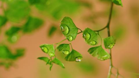 养眼护眼铁线蕨常绿草本植物图片