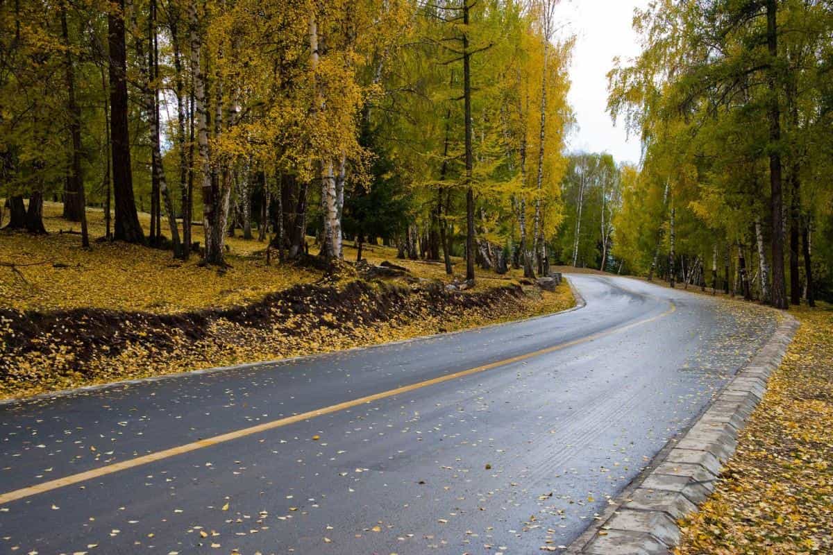 美丽的阿勒泰喀纳斯湖图片