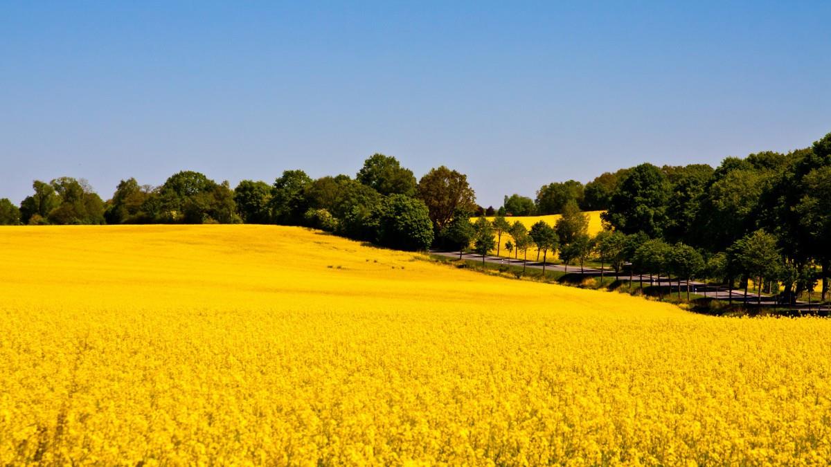 油菜花花海宽屏图片