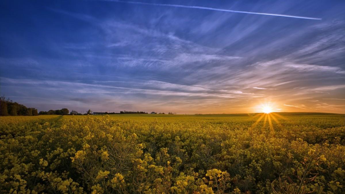 油菜花花海宽屏图片