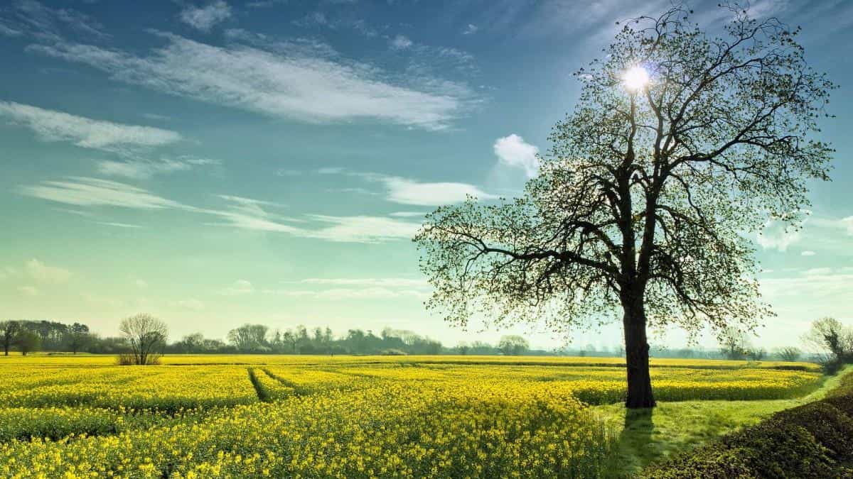 油菜花花海宽屏图片