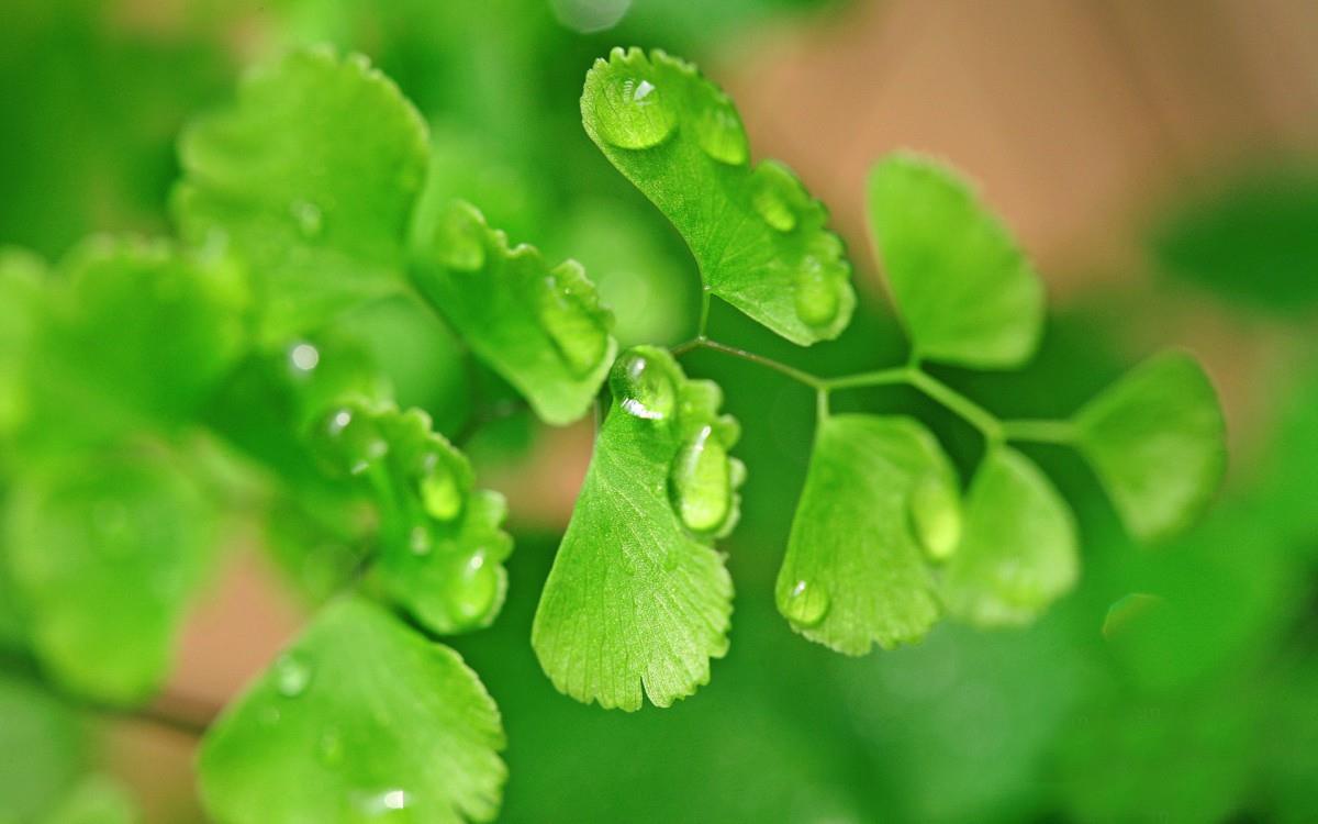 养眼护眼铁线蕨常绿草本植物图片