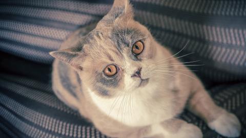 美国短毛猫图片