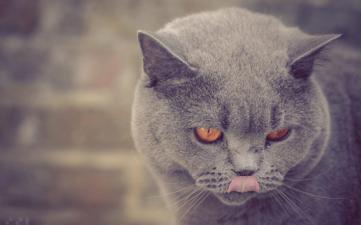 美国短毛猫图片