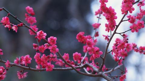 傲骨寒梅高清图片