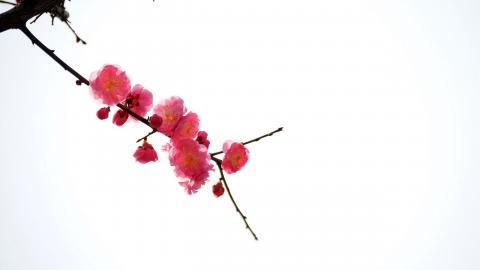 傲骨寒梅高清图片