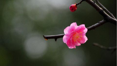 傲骨寒梅高清图片