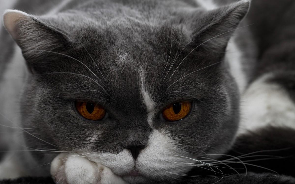 美国短毛猫图片