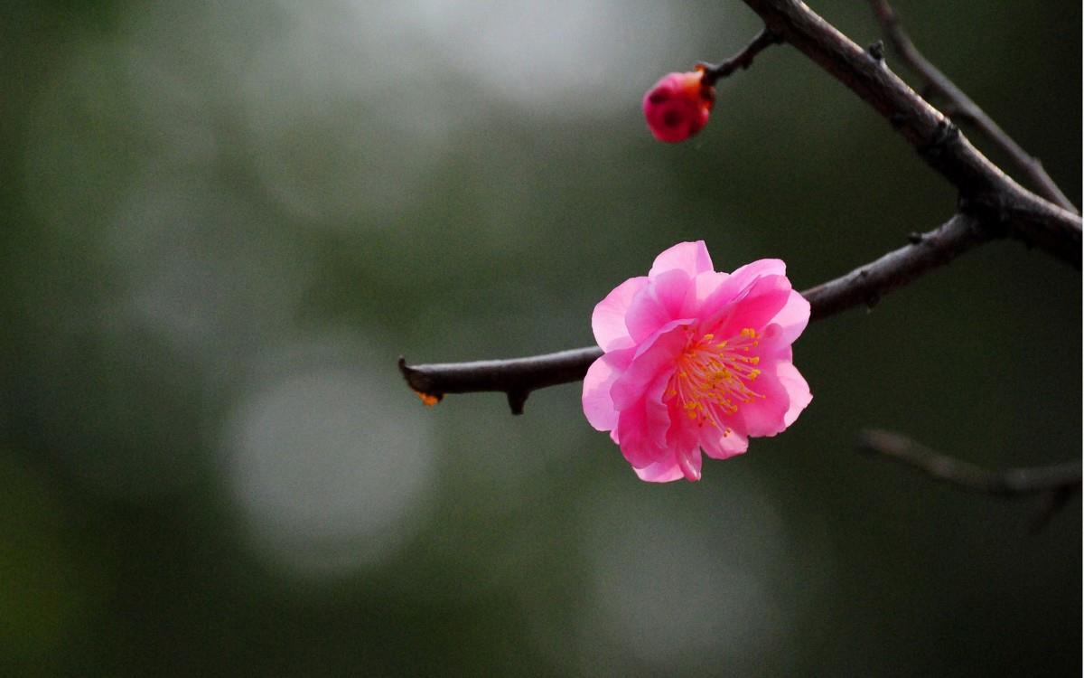 傲骨寒梅高清图片