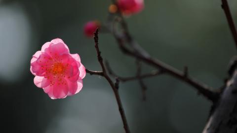 傲骨寒梅高清图片