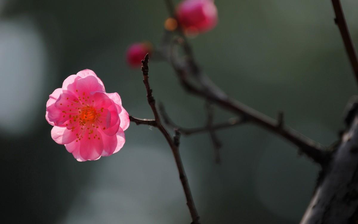 傲骨寒梅高清图片