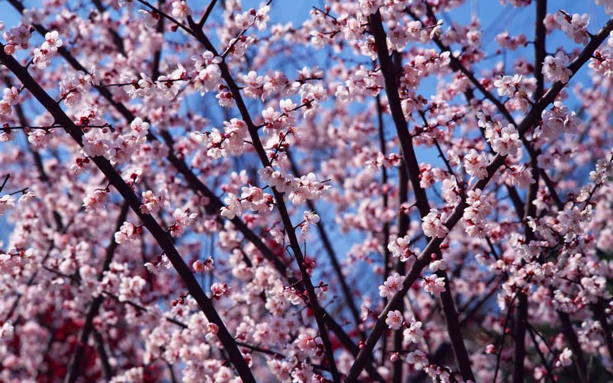 傲骨寒梅高清图片