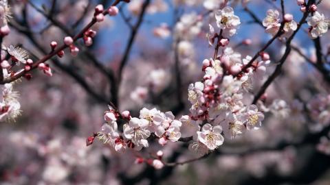 傲骨寒梅高清图片