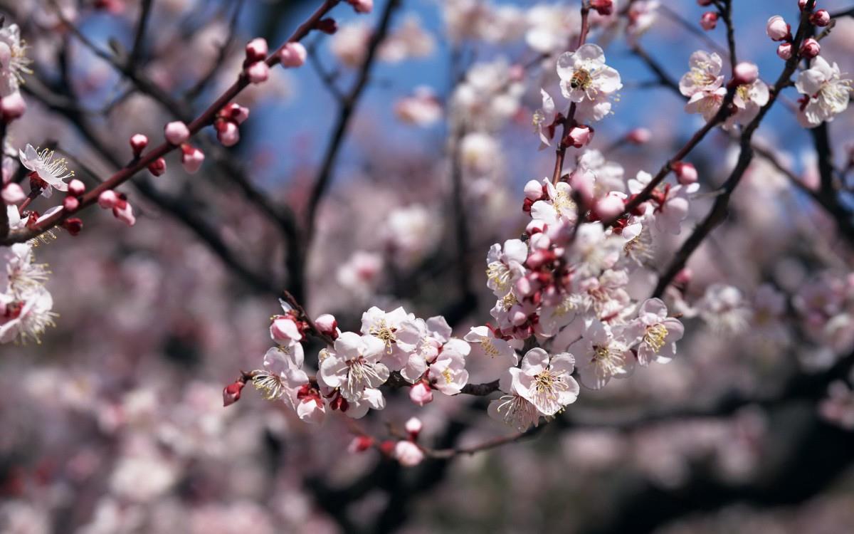 傲骨寒梅高清图片