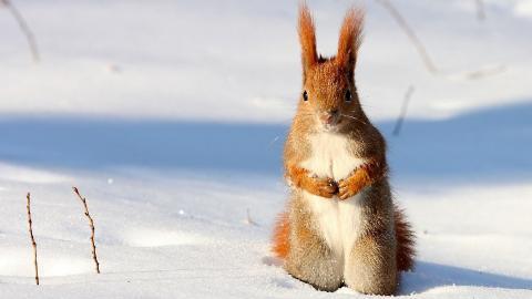 冬季雪中可爱的小松鼠图片