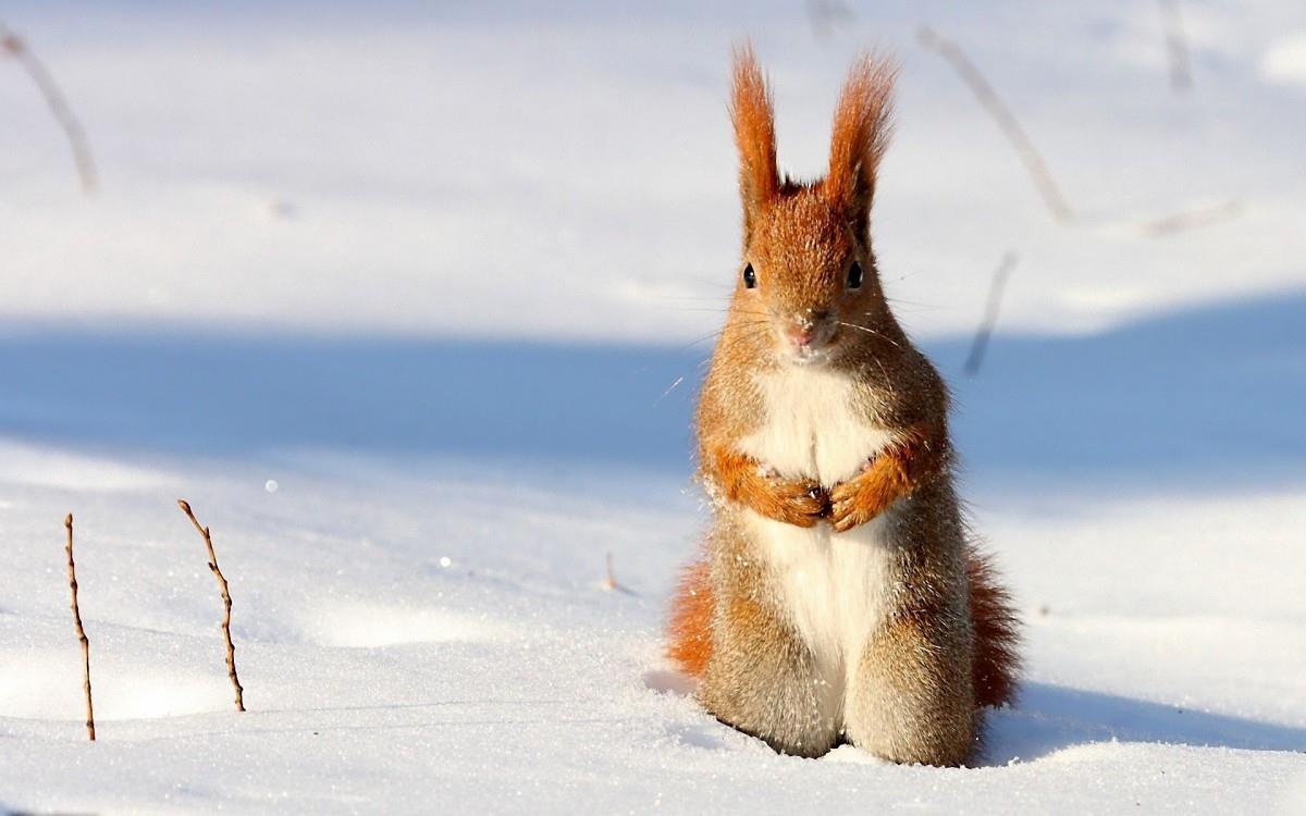 冬季雪中可爱的小松鼠图片