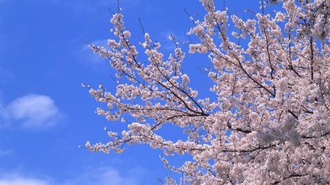 傲骨寒梅高清图片