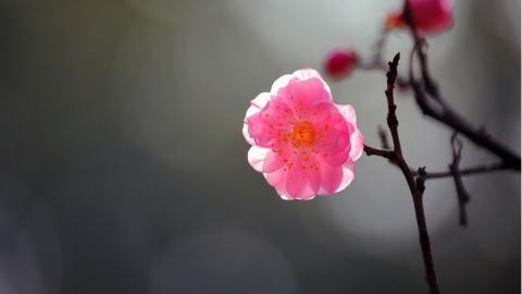 傲骨寒梅高清图片