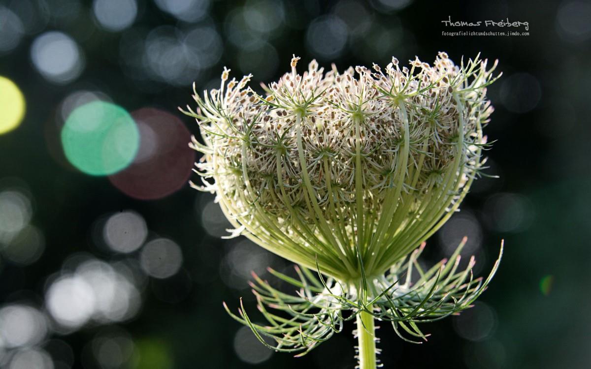 昆虫与植物鲜花图片