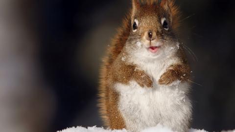 冬季雪中可爱的小松鼠图片