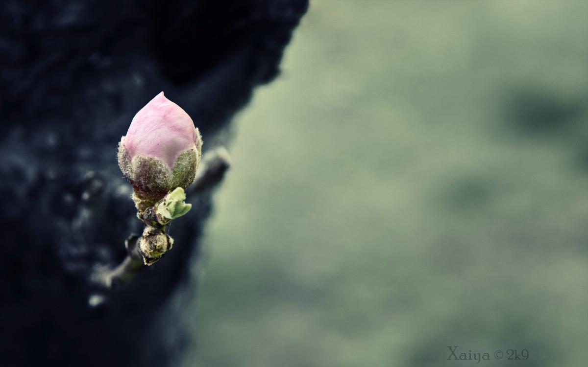 傲骨寒梅高清图片