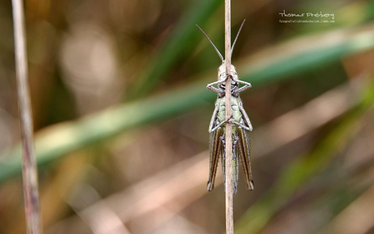 昆虫与植物鲜花图片